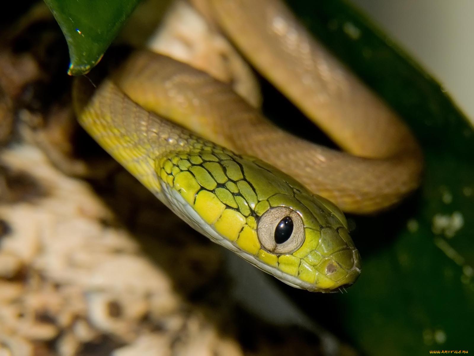 snakes, , , , , 
